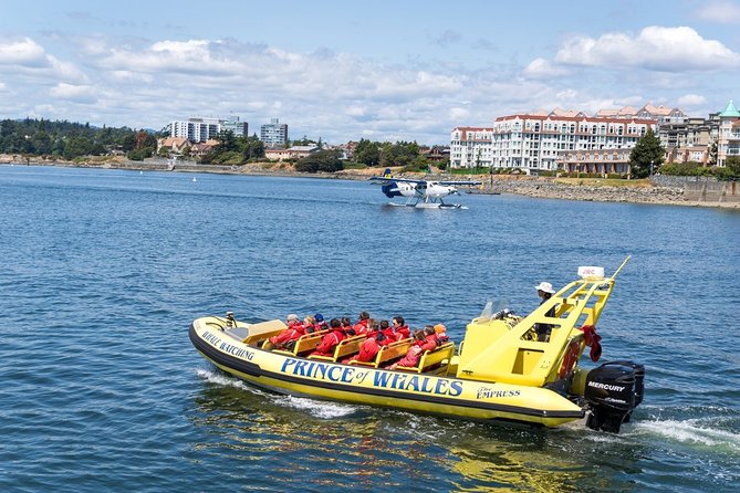 Victoria Zodiac Boat Whale Watching Adventure - Who this tour fits best, and who should skip it