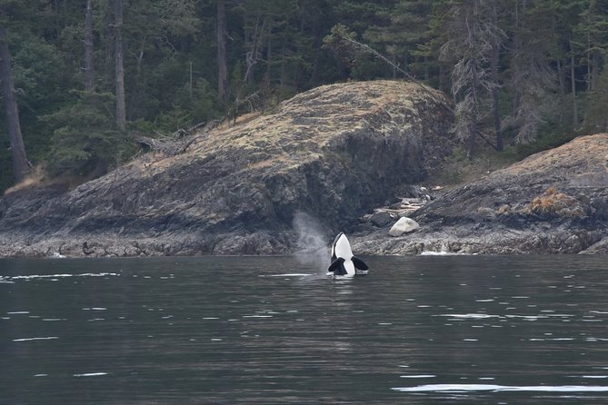 Victoria Zodiac Boat Whale Watching Adventure - Should you book this Victoria Zodiac whale watch?
