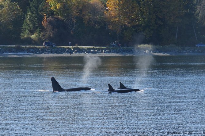 Victoria Zodiac Boat Whale Watching Adventure - How the crew finds whales (and what you can expect to see)