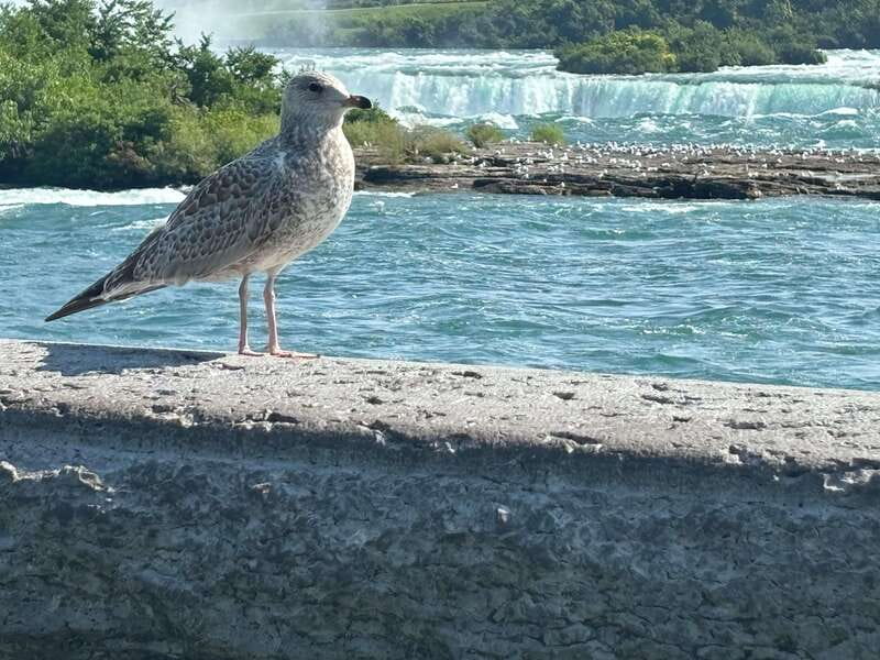 Walking Tour of Niagara Falls Canada and Hornblower Boat - Tips to Make the Mist Work for You