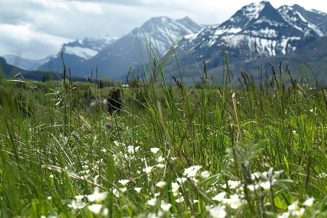 Waterton-Glacier International Peace Park | Be a Wildflower - Calgary Morning, 6:30 Start, and a Private Pace That Actually Works