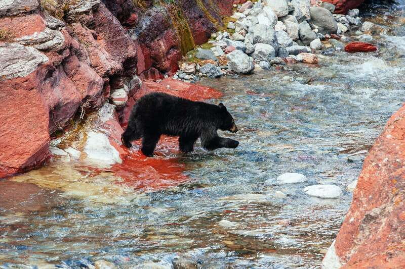 Waterton: Waterton Lakes National Park Tour from Calgary - Who This Tour Fits Best (And Who Might Be Happier Elsewhere)