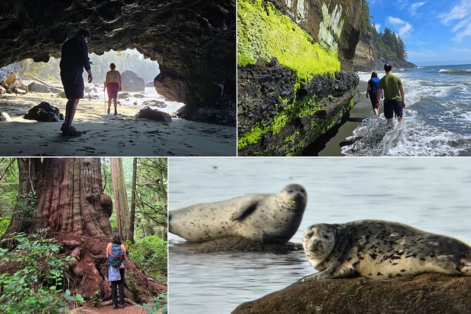 West Coast Wildlife Rainforest Waterfall and Beaches - Key Highlights You Should Know