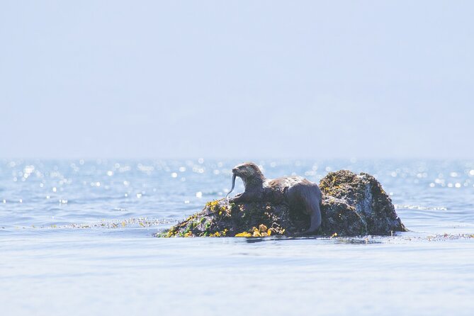 West Coast Wildlife Rainforest Waterfall and Beaches - Jurassic Grove in Juan de Fuca: Ancient Cedar Giants and a Backcountry Trail