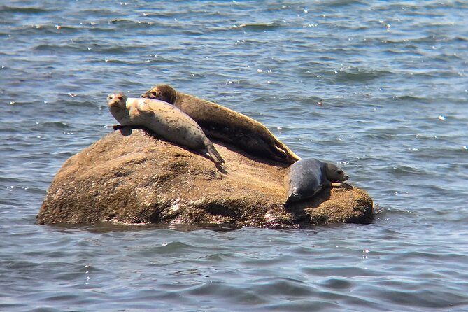 West Coast Wildlife Rainforest Waterfall and Beaches - Price, Group Size, and Why the Value Feels Legit