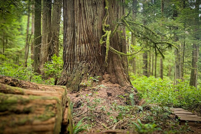 West Coast Wildlife Rainforest Waterfall and Beaches - Who This Tour Fits Best (And Who Might Want Something Else)