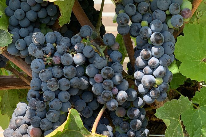West Kelowna Full Day Wine Tour - What to Know Before You Go (So You Enjoy It More)