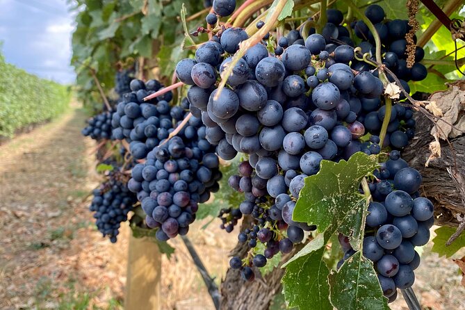 West Kelowna Half-Day Guided Wine Tour With 4 Wineries - Why this West Kelowna four-winery tour feels efficient