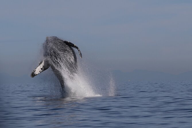 Whale Watching Adventure from Vancouver BC - Key things that make this whale-watching trip worth your time