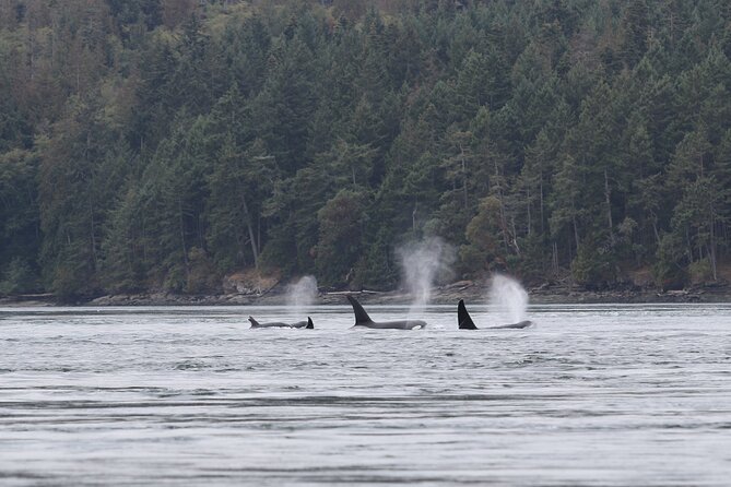 Whale Watching Adventure from Vancouver BC - Naturalist-led spotting, with Grace bringing it to life