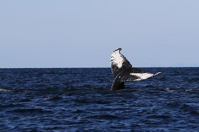Whale Watching Adventure from Vancouver BC - Comfort details that help you stay focused: snacks, water, and group size