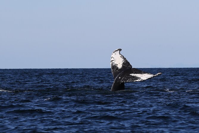 Whale Watching Adventure from Vancouver BC - Should you book this Vancouver whale watching adventure?