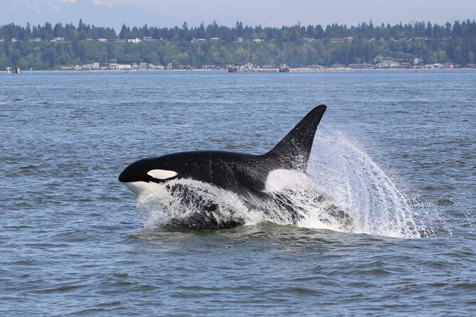 Whale Watching Adventure from Vancouver BC - Wildlife odds in real life: orcas, humpbacks, seals, and sea birds