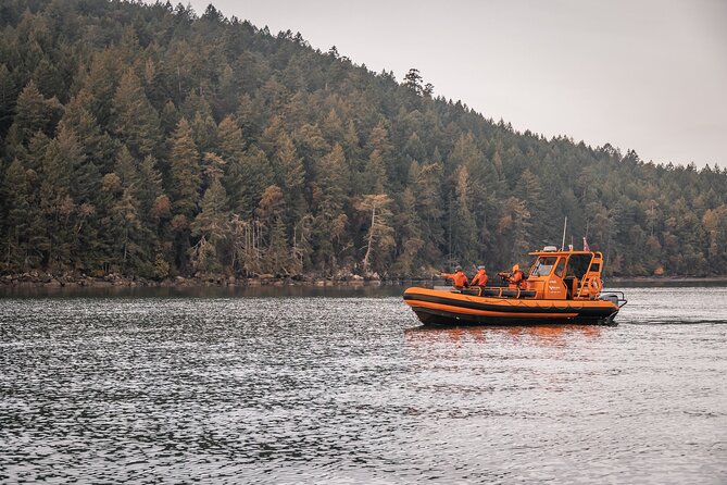 Whale Watching Nanaimo Open Boat Tour - Key highlights worth planning around