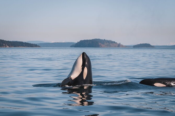 Whale Watching Nanaimo Open Boat Tour - From Nanaimo Harbor Out to the Whale Spots