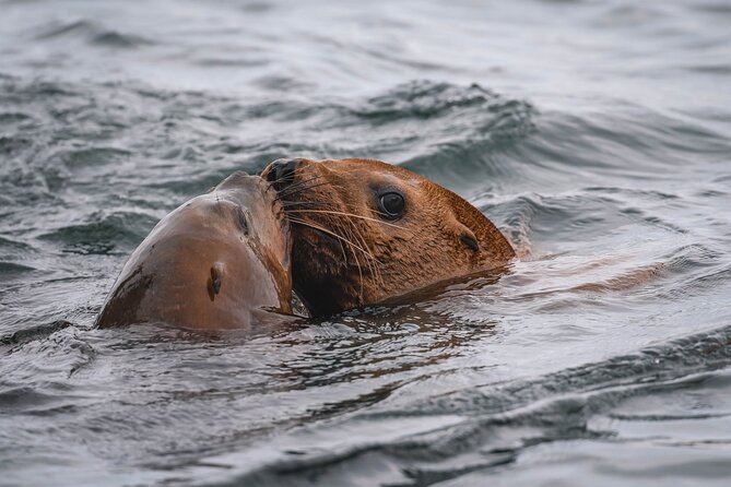Whale Watching Nanaimo Open Boat Tour - Small Group of 12: Why It Changes the Day