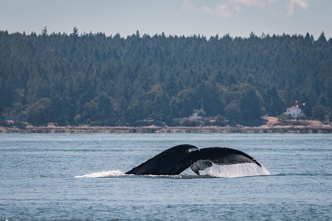 Whale Watching Nanaimo Open Boat Tour - Cruising the Gulf Islands and How the Crew Searches