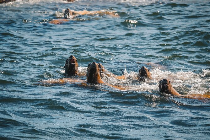 Whale Watching Nanaimo Open Boat Tour - The One Full Hour of Whale Viewing Time