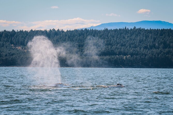 Whale Watching Nanaimo Open Boat Tour - What You Might See: Orcas, Humpbacks, Seals, and More