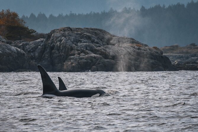 Whale Watching Nanaimo Open Boat Tour - The Conservation Talk and How Your Sightings Help