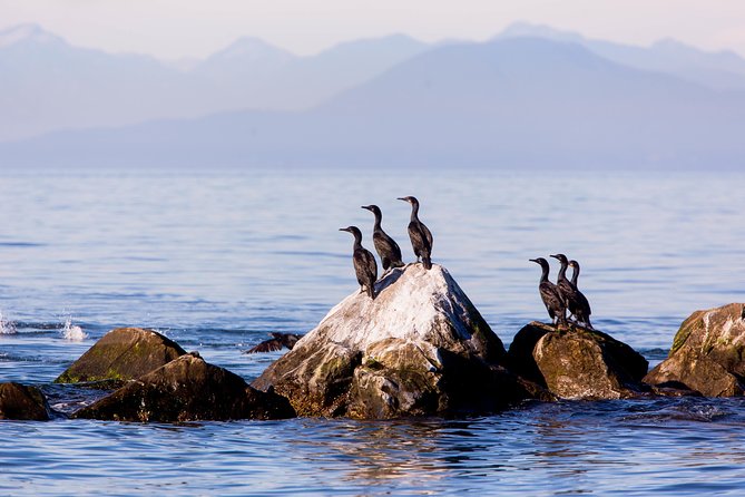 Whale-Watching Tour from Vancouver - Steveston Village timing: how to make your half-day feel longer