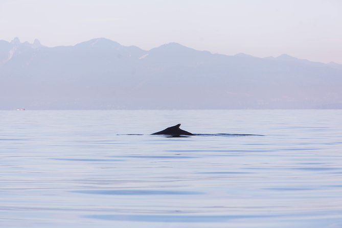 Whale-Watching Tour from Vancouver - Who should book this whale watch from Vancouver