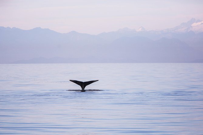Whale-Watching Tour from Vancouver - The 3 to 5 hour cruise plan: what you actually do at sea