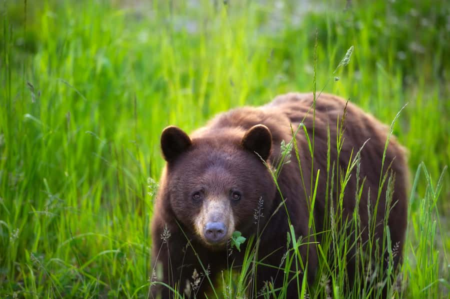 Whistler: Afternoon Bears Spotting Tour in Land Rover - Key highlights you’ll actually care about