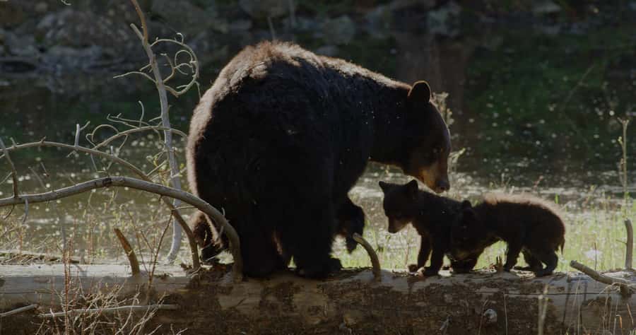 Whistler: Afternoon Bears Spotting Tour in Land Rover - Timing, Weather, and What to Expect on a Typical Evening