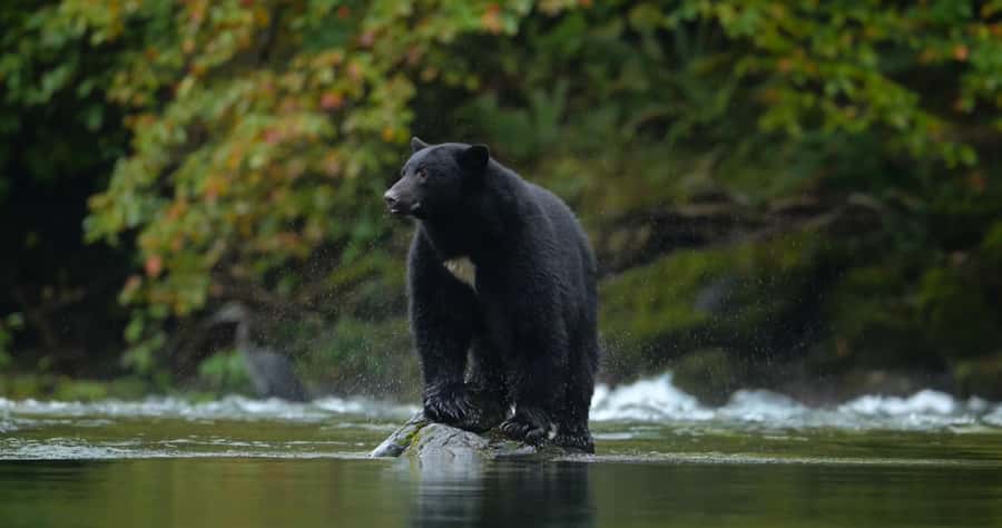 Whistler: Afternoon Bears Spotting Tour in Land Rover - Who This Tour Is Best For (and Who Might Want Another Option)