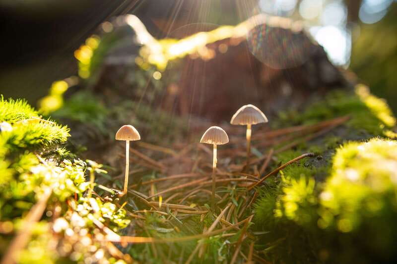 Whistler: Guided Wilderness Hike - Who Should Book This Whistler Wilderness Hike