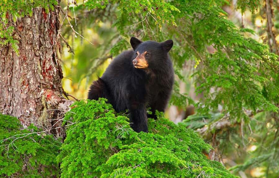 Whistler: Morning with the Bears Land Rover Scenic Excursion - Pickup and timing, from hotel to bear country