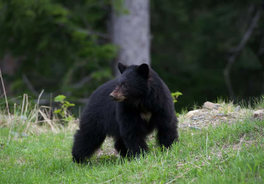 Whistler: Morning with the Bears Land Rover Scenic Excursion - Photo and binocular tips for real-world wildlife shots