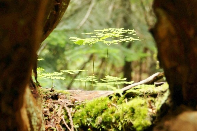 Whistler Train Wreck, Suspension Bridge & Hidden Waterfall Adventure - Price, Timing, and Value for $116.44