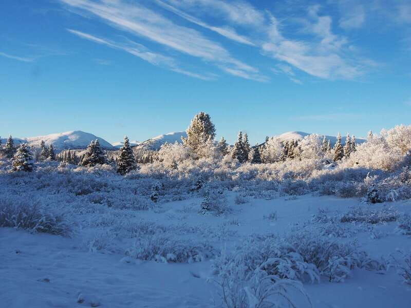 Whitehorse: Half-Day Snowshoeing Tour - Wildlife Spotting in Winter: What You Might See and How to Look