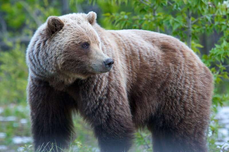 Whitehorse: Kluane - Wildlife & Vistas - Price and value: why $280 can make sense for this exact format