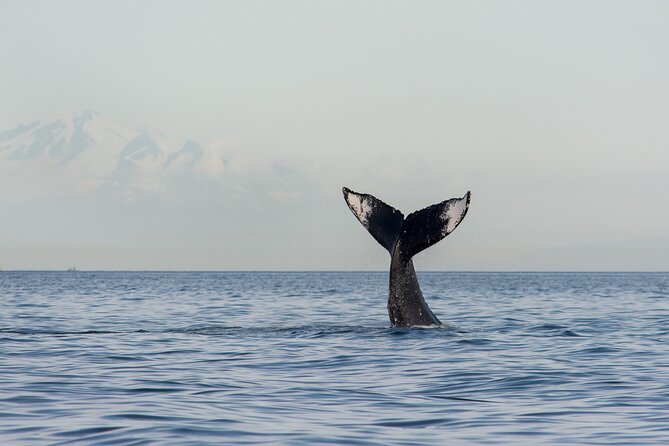 Wild Whale Watching Experience - Open Air Vessel - Open-Air Eagle Eyes: Why This Boat Changes Your Odds
