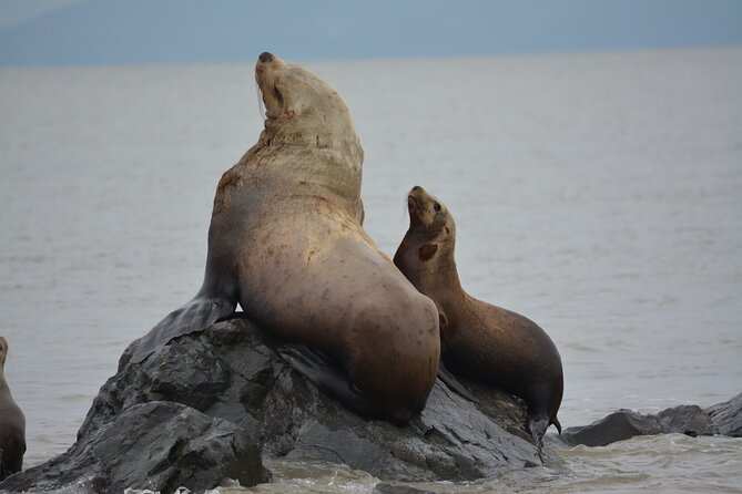 Wild Whale Watching Experience - Open Air Vessel - The Marine Naturalist Touch: Learning That Actually Connects