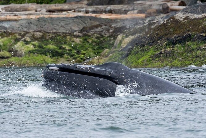 Wild Whale Watching Experience - Open Air Vessel - Gear and Comfort: The Anti-Exposure Suit, Ginger Candy, and Ear Plugs
