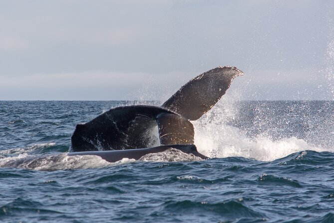 Wild Whale Watching Experience - Open Air Vessel - Who Should Book This, and Who Should Skip It