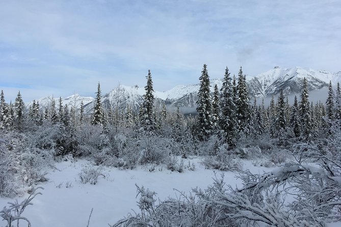 Wilderness and Wildlife Hiking Tour - 3hr Hike - Meeting at Canmore Recreation Centre and staying efficient