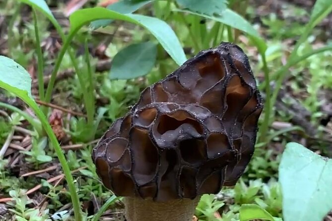 Wildfire Peak Nic - On-trail learning: plants, mushrooms, geology, forestry, and wildfire ecology