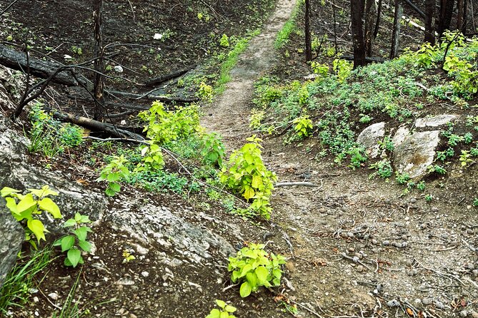 Wildfire Peak Nic - Lunch on the peak: what is included, and what changed