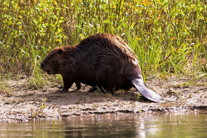 Wildlife on the Bow | Big Canoe Tour - Time on the water: how the two-part flow feels