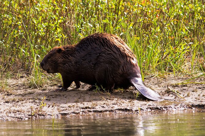 Wildlife on the Bow | Big Canoe Tour in Banff National Park - Views from the water: calm paddling plus easier photography