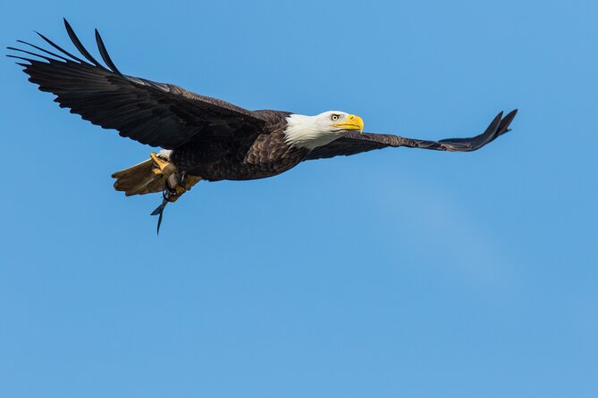 Wildlife on the Bow | Big Canoe Tour in Banff National Park - Price and value: what $69.85 buys on the Bow