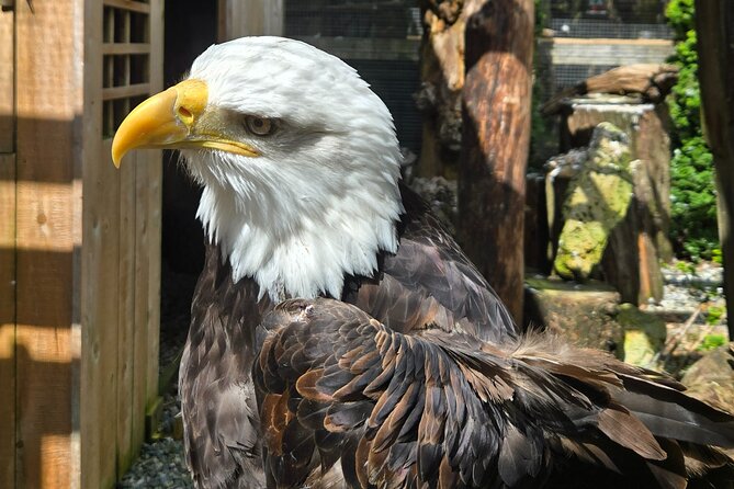 Wildlife, Waterfalls, Caves, Old Growth on Vancouver Island - Who This Tour Suits Best (and Who Should Skip It)