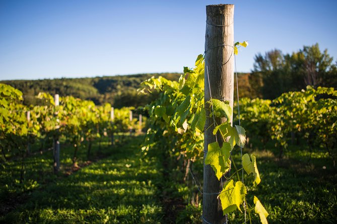 Wine and Lunch Escape - From Halifax to Annapolis Valley, with the driving handled