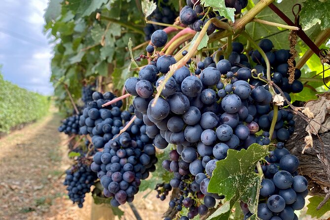 Wine Tour Experience In Lake Country 5 Wineries - Why This Kelowna 5-Winery Half-Day Tour Fits Real Schedules