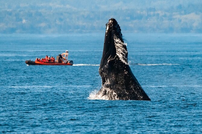 Winter Victoria Whale and Wildlife Zodiac Tour - What makes this winter whale tour in Victoria worth your time